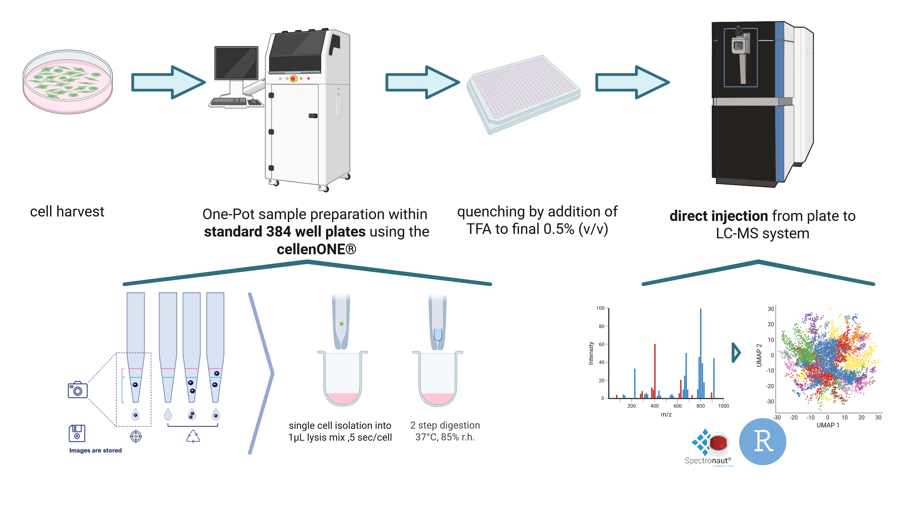 A typical single-cell proteomics workflow developed and applied at the hub: individual cells are isolated into nanowells, lysed and digested, optionally labeled, and analyzed by nano-LC–mass spectrometry to identify and quantify proteins for each cell. [image created with biorender.com, modified from Matzinger et al., Anal. Chem. 2023]